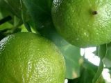 il frutto della citrus bergamia, il bergamotto